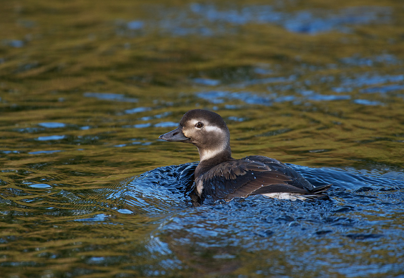 Havelle - Long-tailed Duck (Clangula hyemalis) juv.jpg